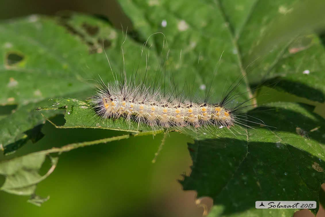 Bruco (???) - Hyphantria cunea