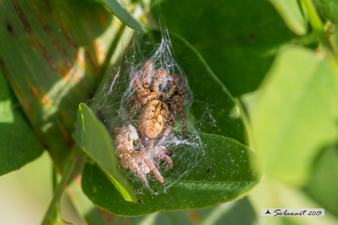 Carrhotus xanthogramma - Pieve del Cairo (PV)