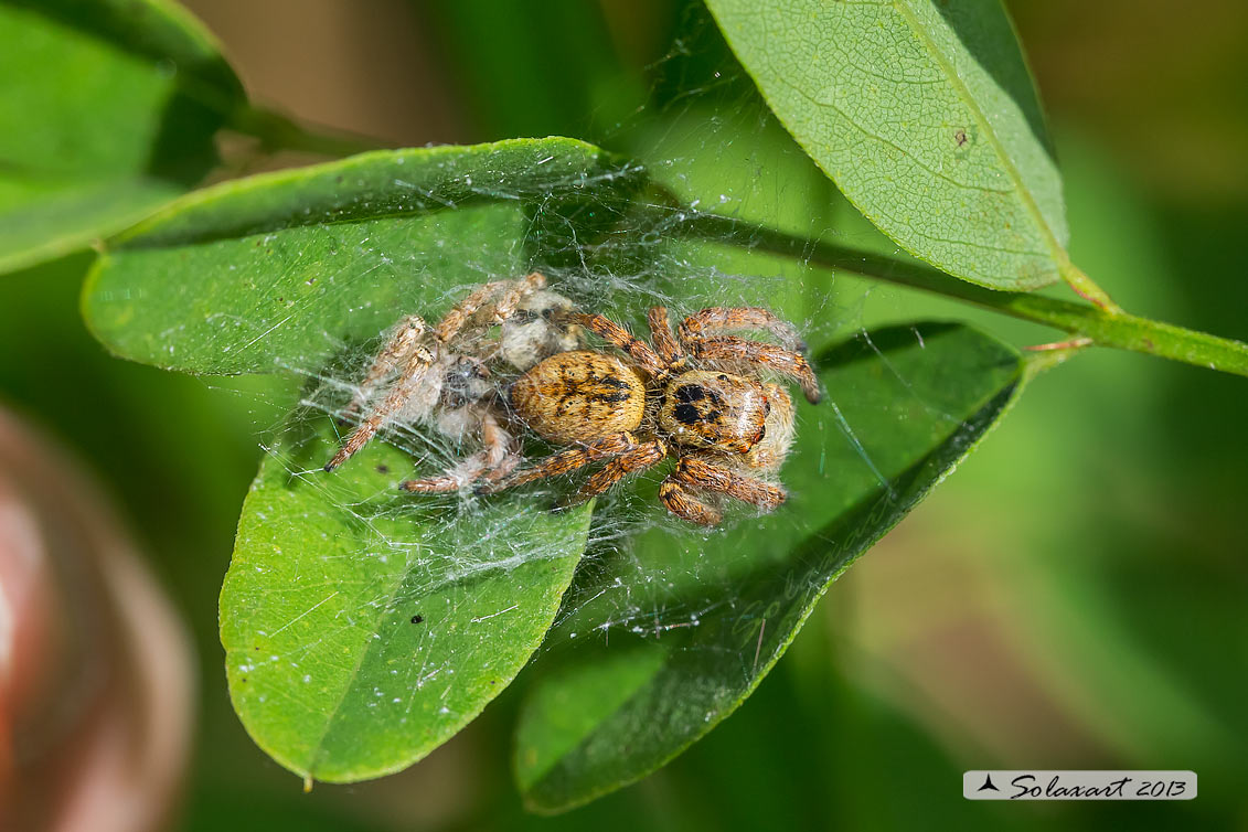 Carrhotus xanthogramma - Pieve del Cairo (PV)