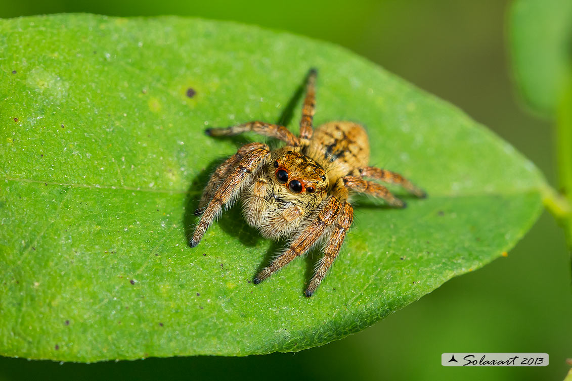 Carrhotus xanthogramma - Pieve del Cairo (PV)