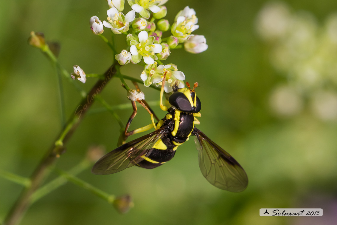 Chrysotoxum  sp (??)