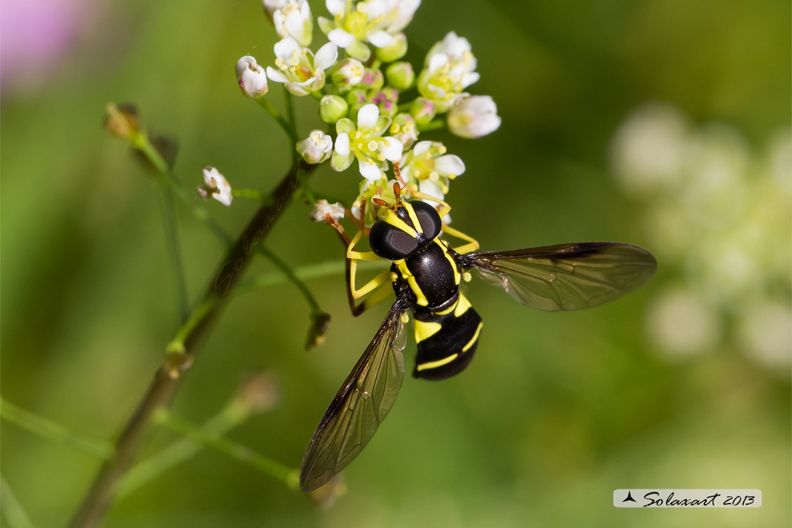 Chrysotoxum  sp (??)