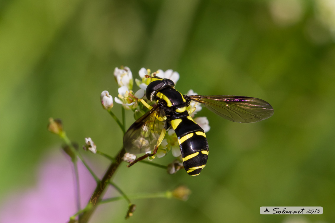 Chrysotoxum  sp (??)