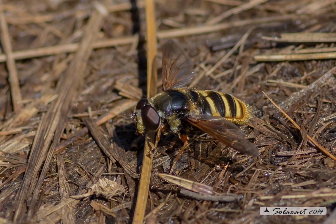 Chrysotoxum ? No. Sericomyia silentis