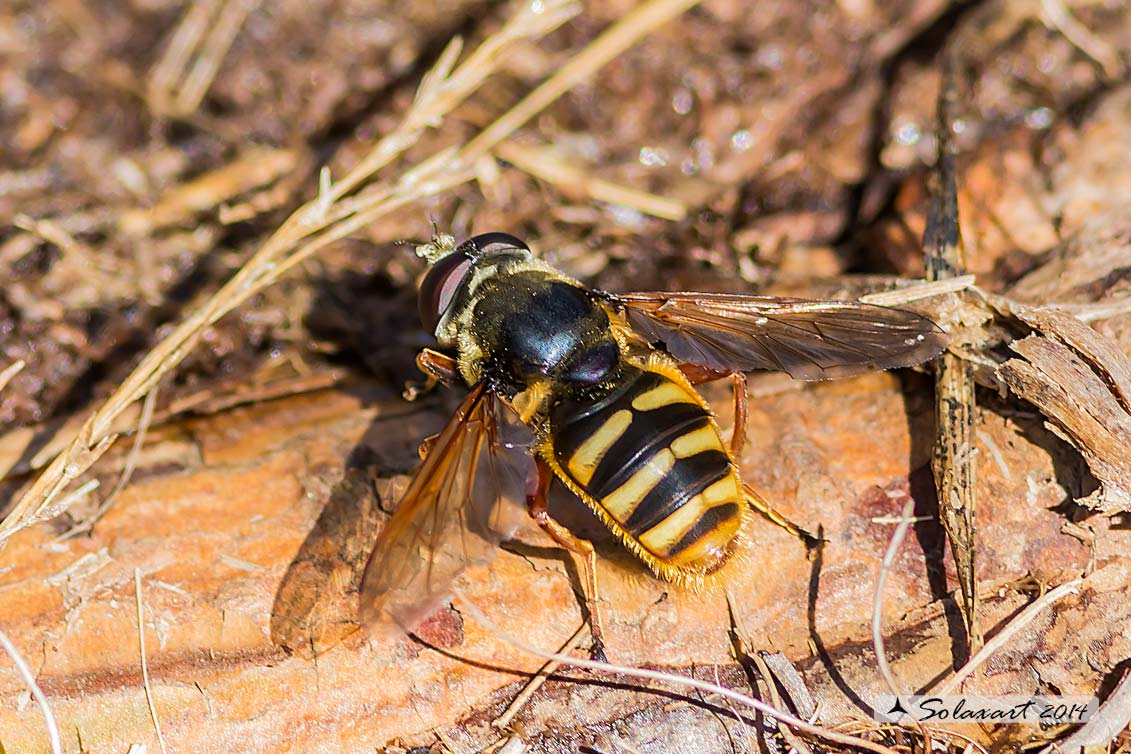 Chrysotoxum ? No. Sericomyia silentis