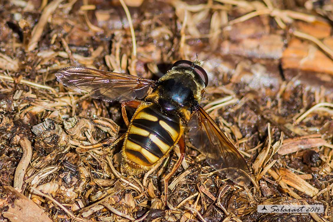 Chrysotoxum ? No. Sericomyia silentis