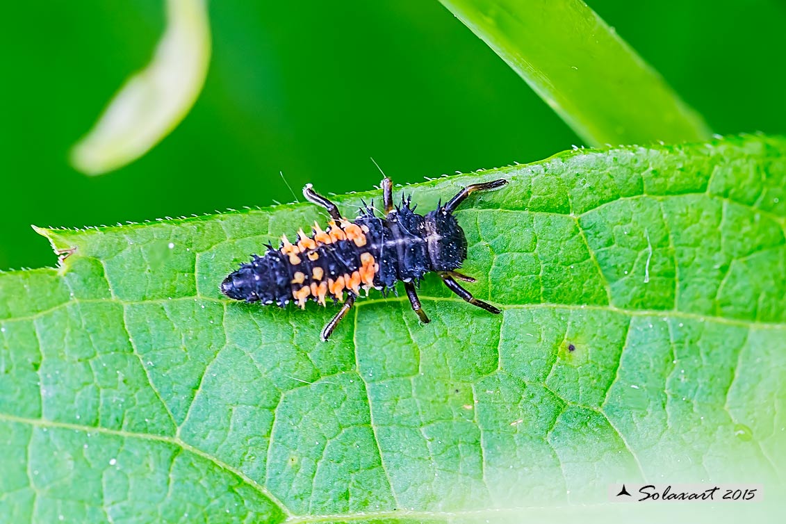 Larva di coccinella Harmonia axyridis