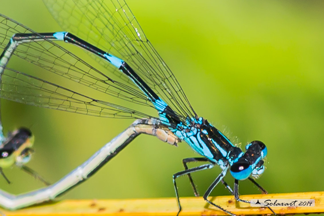 Coenagrion pulchellum e ??