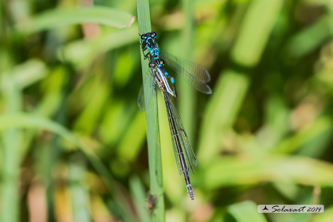 Coenagrion pulchellum e ??