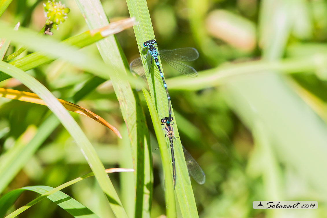 Coenagrion pulchellum e ??