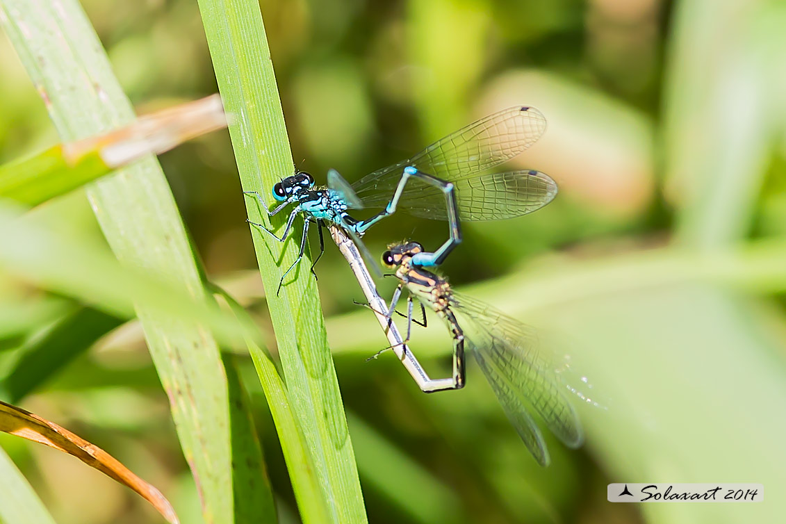 Coenagrion pulchellum e ??