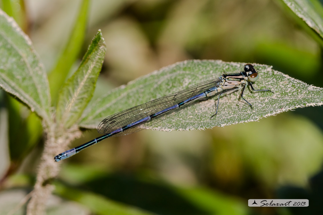 Coenagrion puella (?)