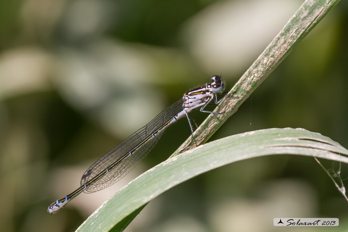 Coenagrion puella (?)