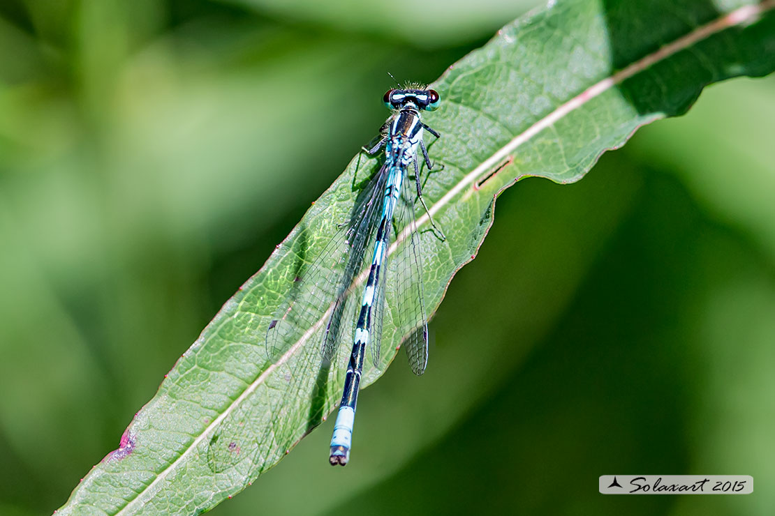 Coenagrion caerulescens  ?  No, hastulatum