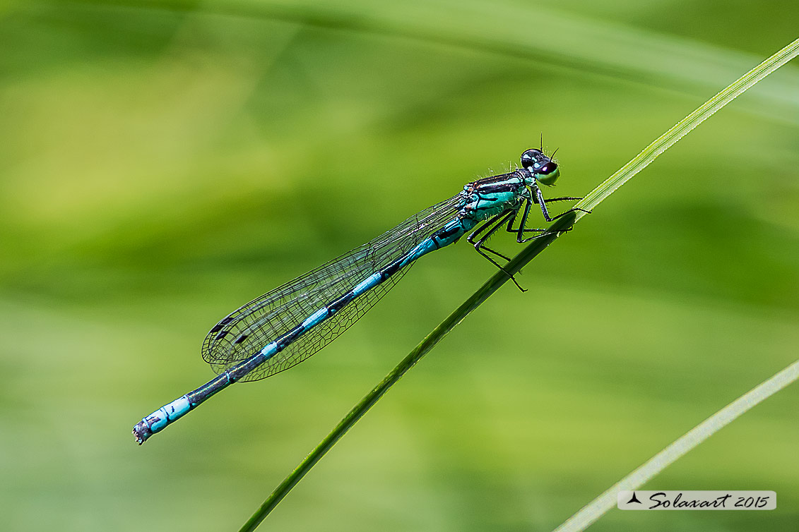 Coenagrion caerulescens  ?  No, hastulatum