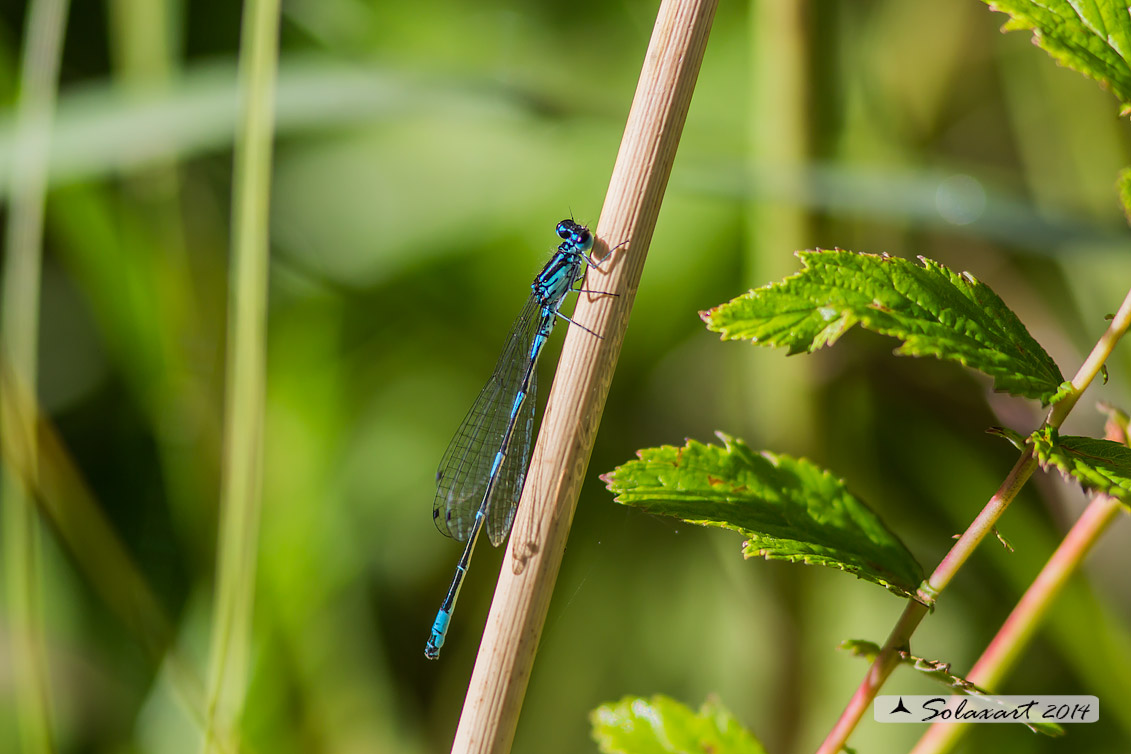 Coenagrion pulchellum e ??