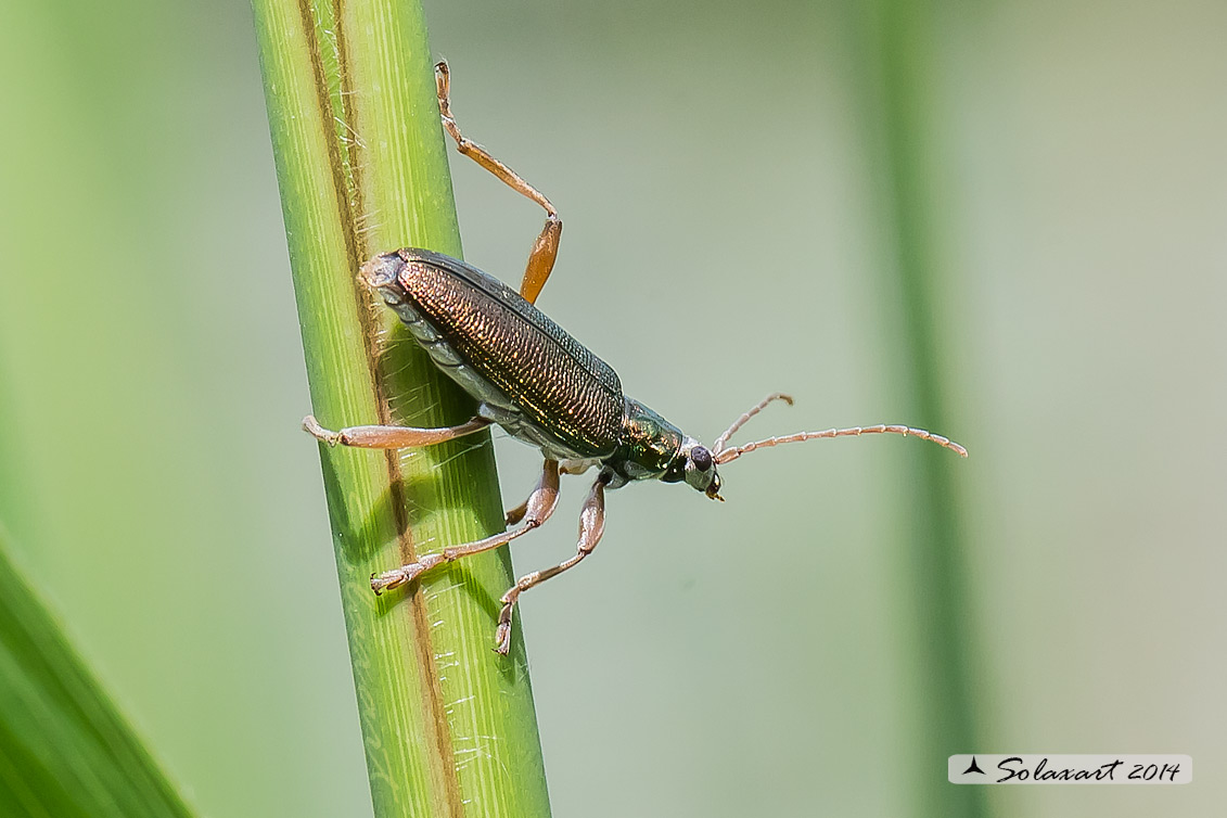 Donacia sp. (Chrysomelidae)