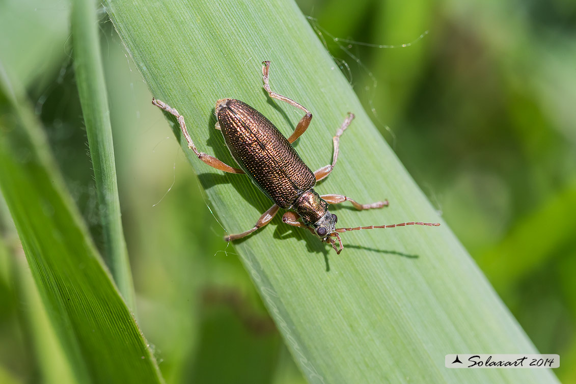 Donacia sp. (Chrysomelidae)