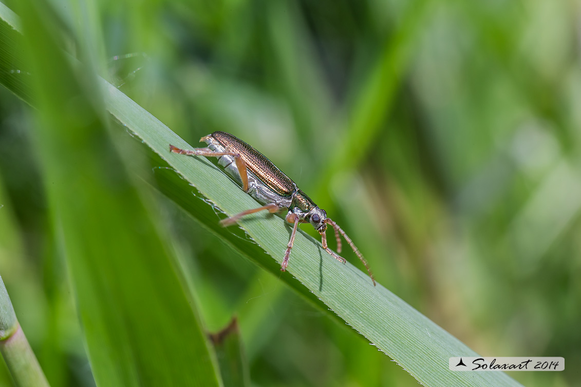 Donacia sp. (Chrysomelidae)