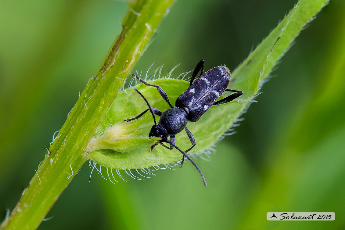 Chlorophorus sartor, Cerambycidae