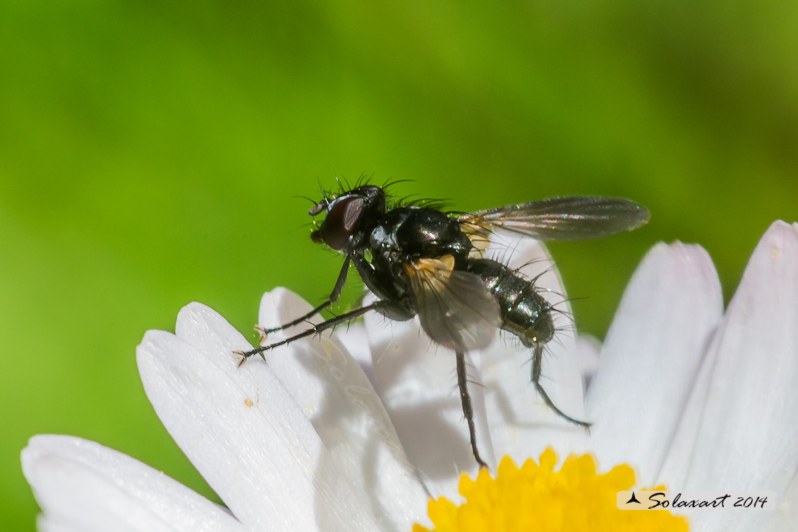 Dipterino: Tachinidae. Forse Phania funesta