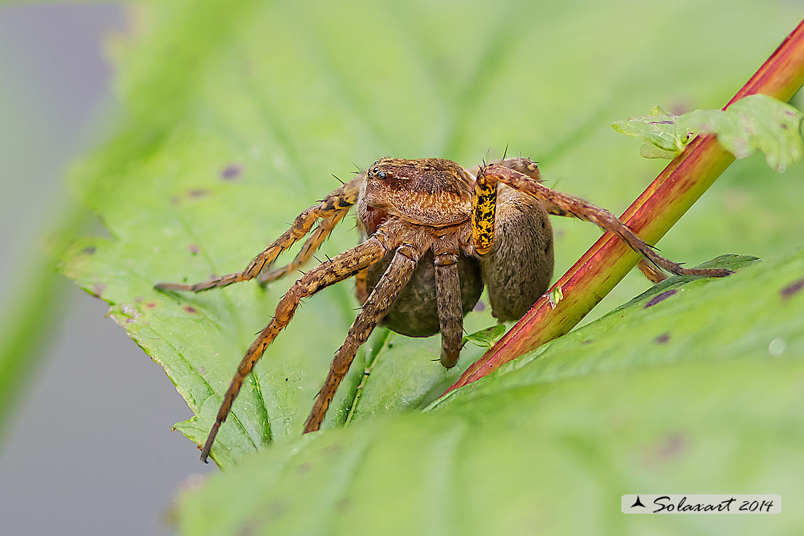 Dolomedes sp. con ovisacco - Bereguardo (PV)