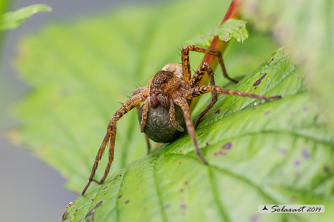 Dolomedes sp. con ovisacco - Bereguardo (PV)