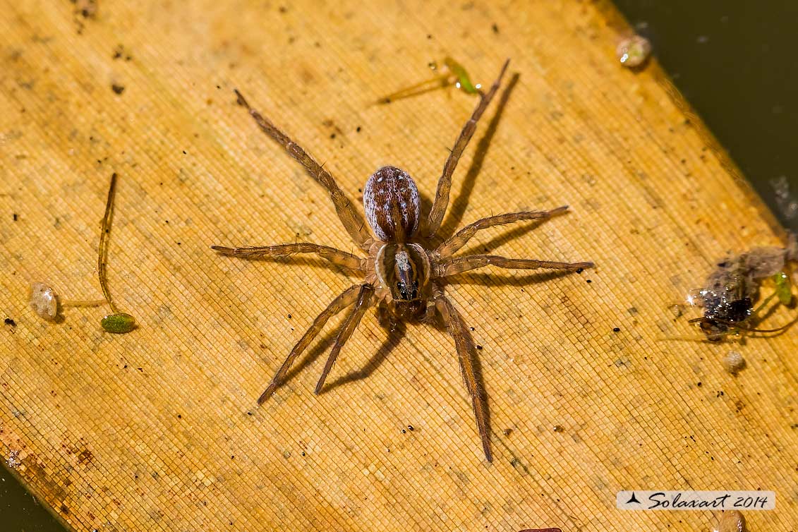 Dolomedes? No. Pirata sp. - Vialone (PV)