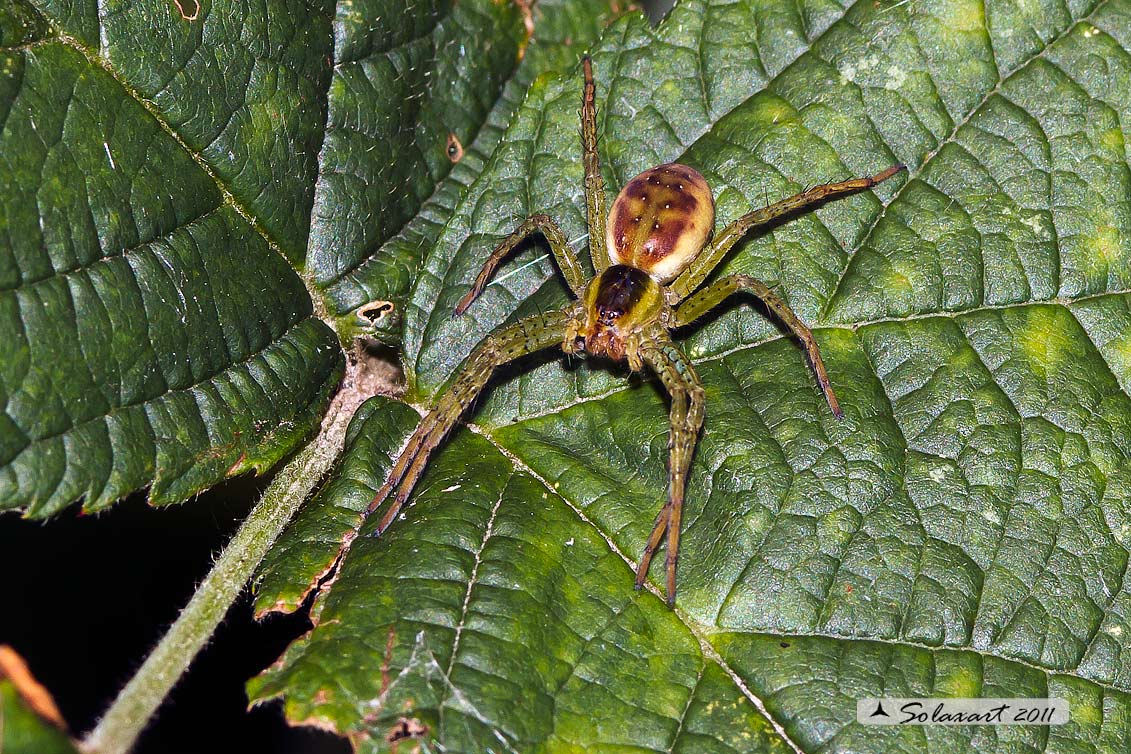 Dolomedes fimbriatus