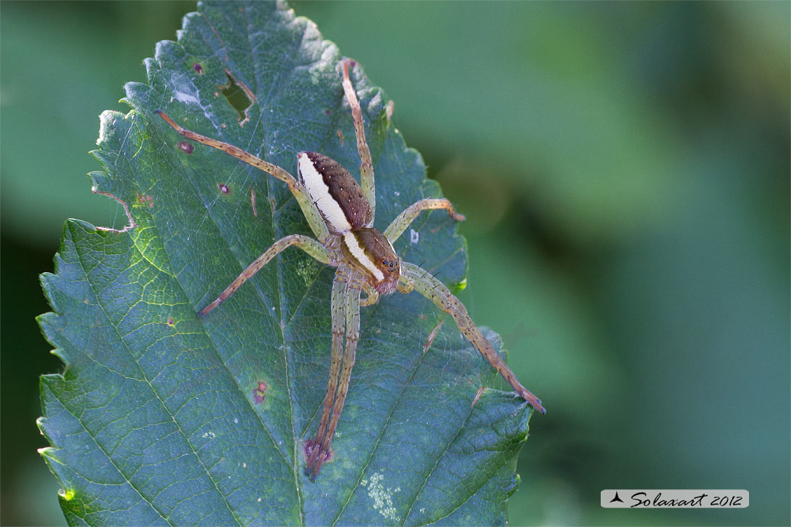 Dolomedes fimbriatus