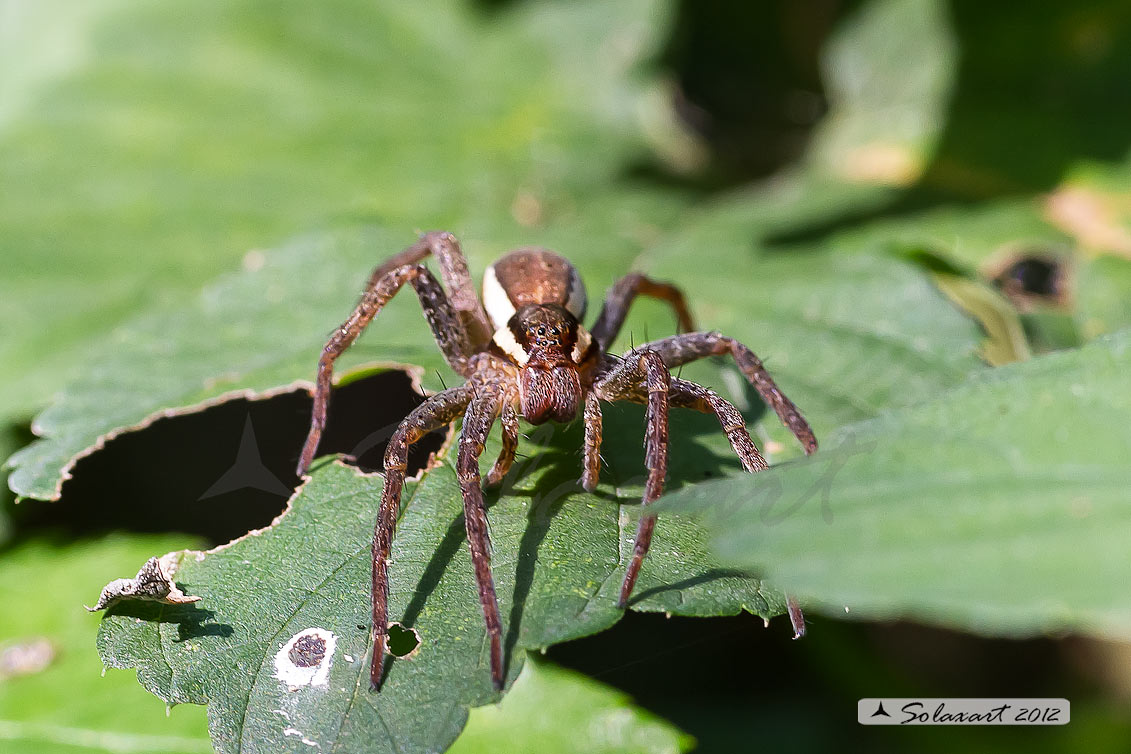 Dolomedes fimbriatus