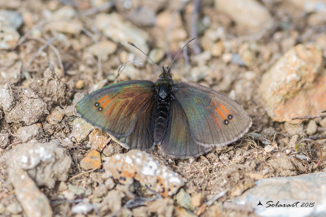 Erebia cassioides  (??) S