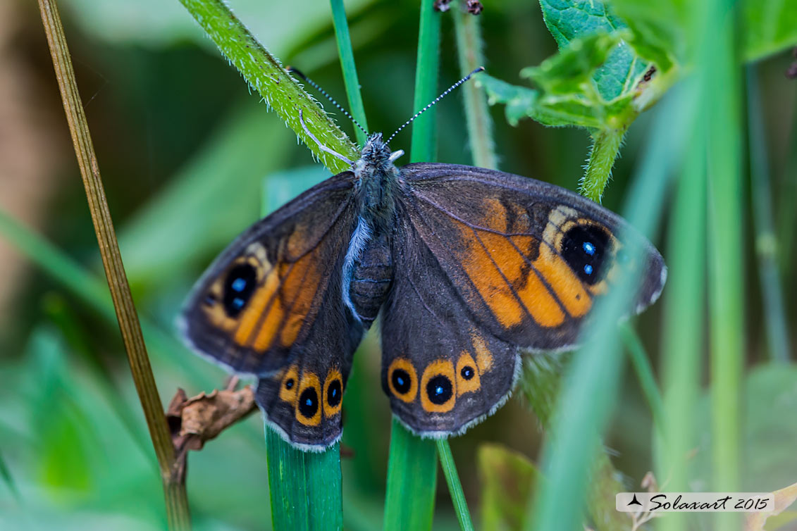 Erebia ligea (??) No, Lasiommata maera