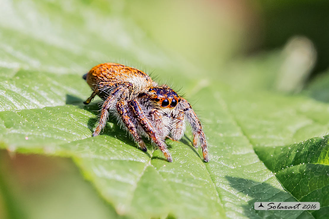 Salticidae: Carrhotus xanthogramma  - Turbigo (MI)