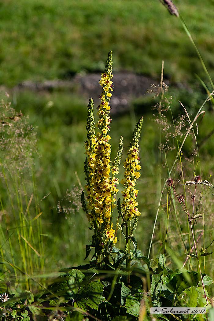 Ambrosia ??? No, Verbascum sp. (Lamiales - Scrophulariaceae)