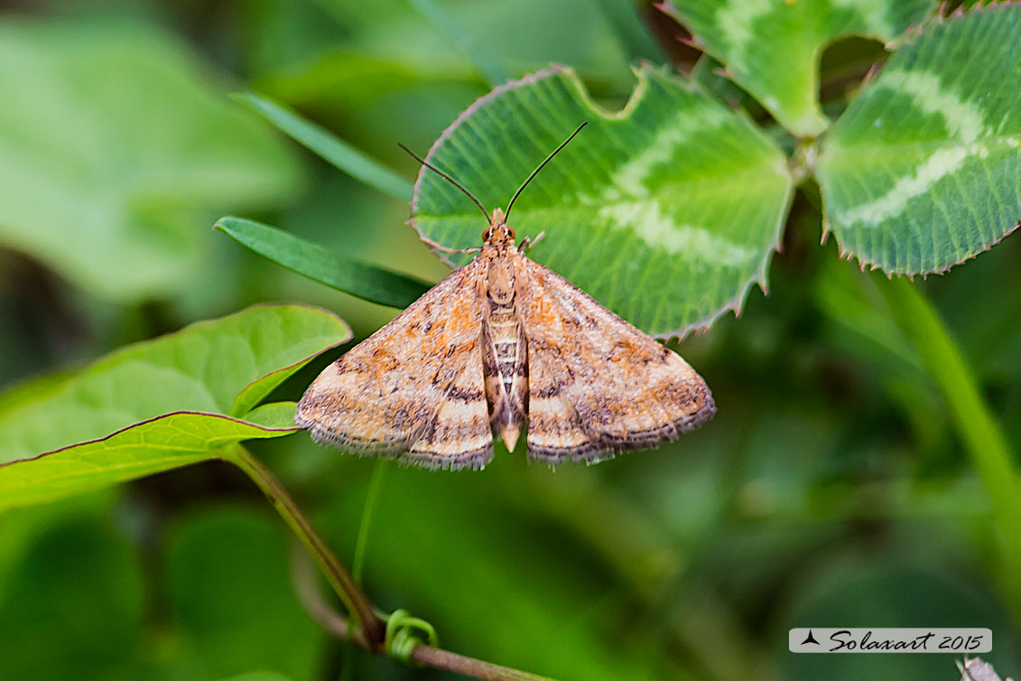 Geometridae Xanthorhoe? No, Crambidae: Pyrausta despicata