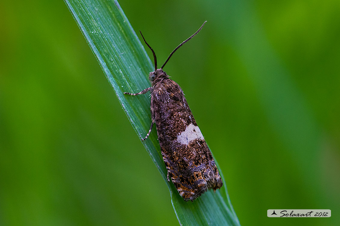 Tortricidae  (Grapholita lunulana) ??