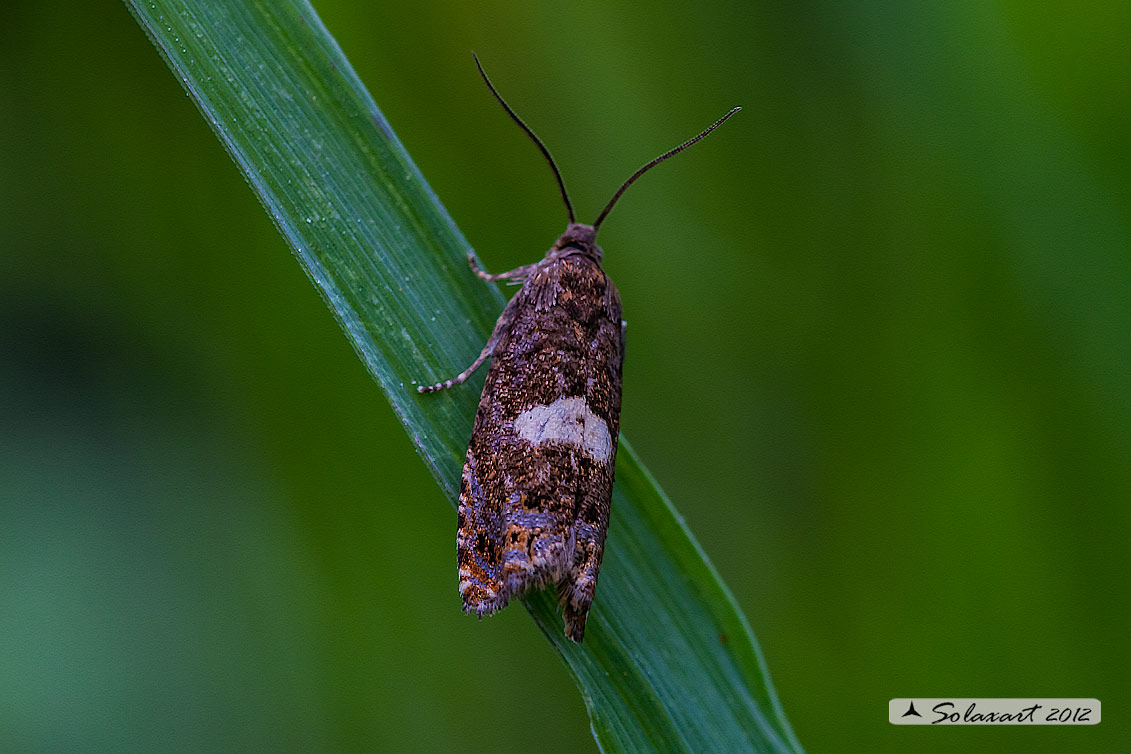 Tortricidae  (Grapholita lunulana) ??