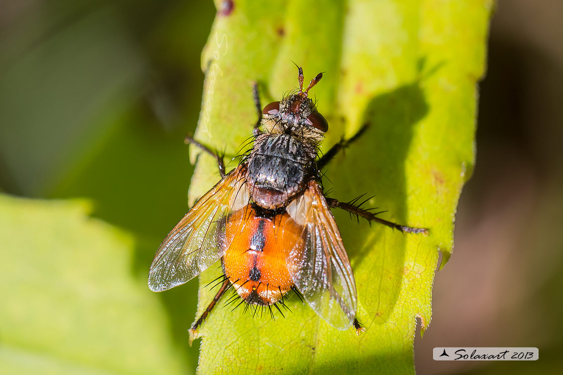 Tachinidae:  Gymnosoma ??