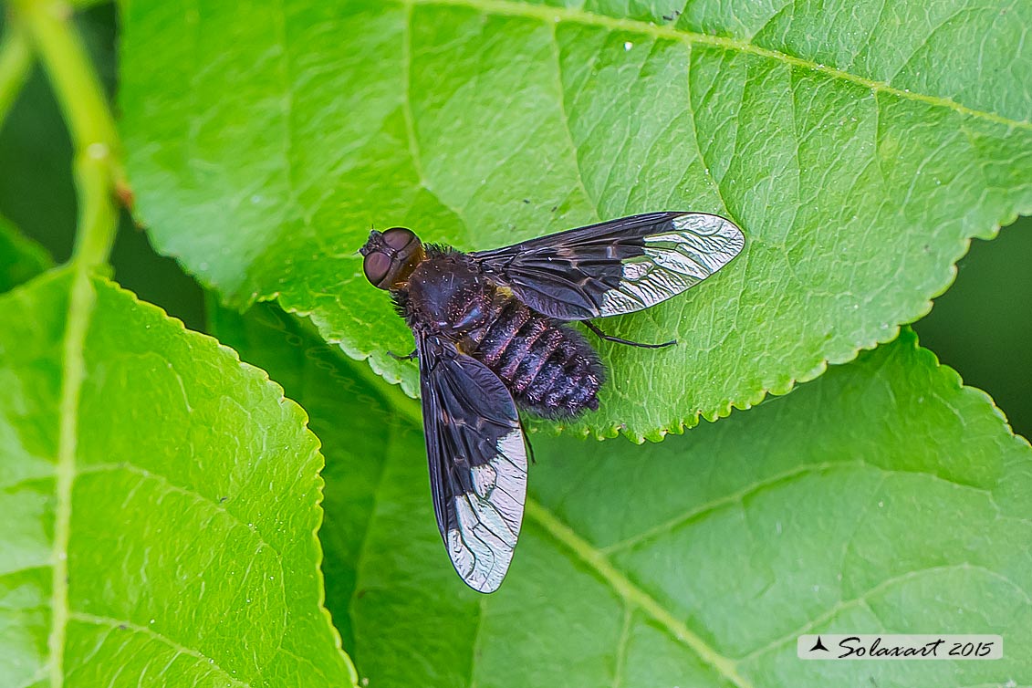 Hemipenthes morio - Bombyliidae