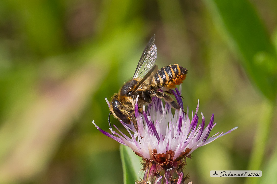 Femmina di Megachile sp.