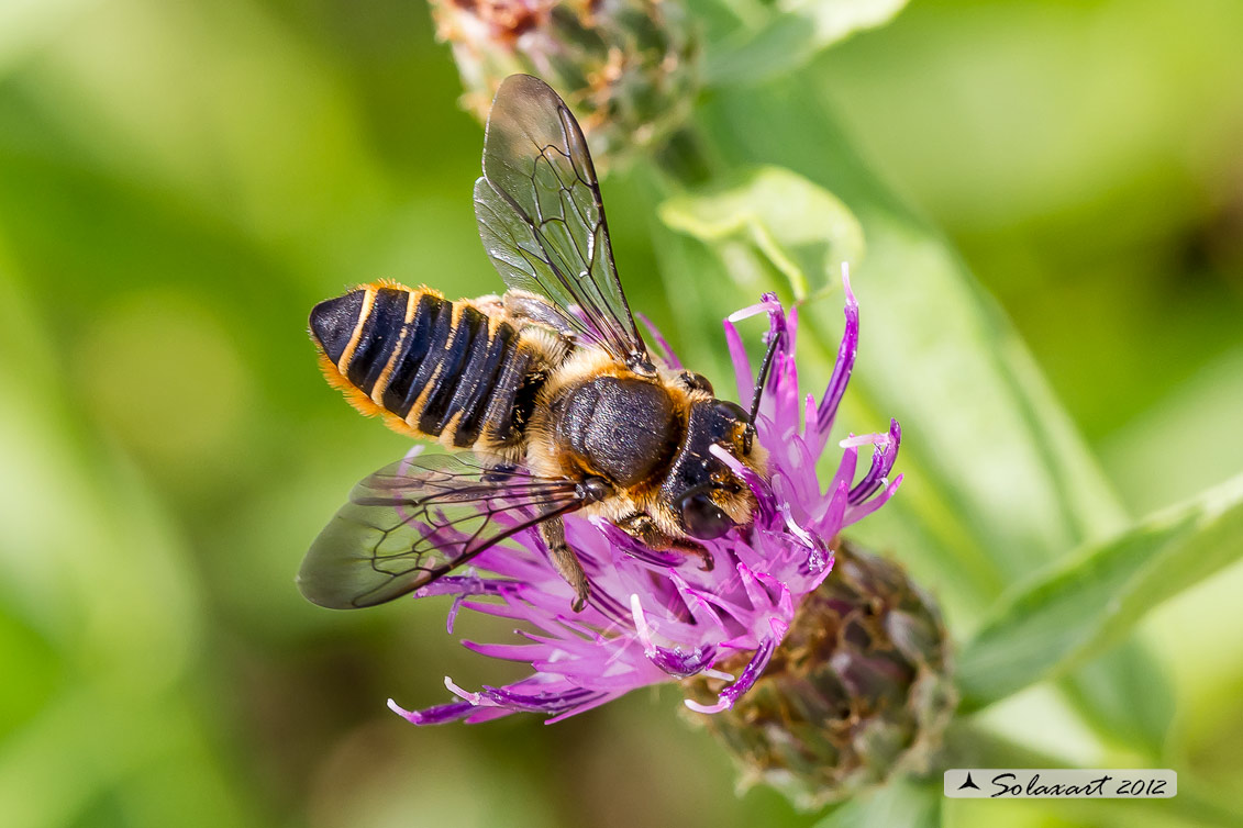 Femmina di Megachile sp.