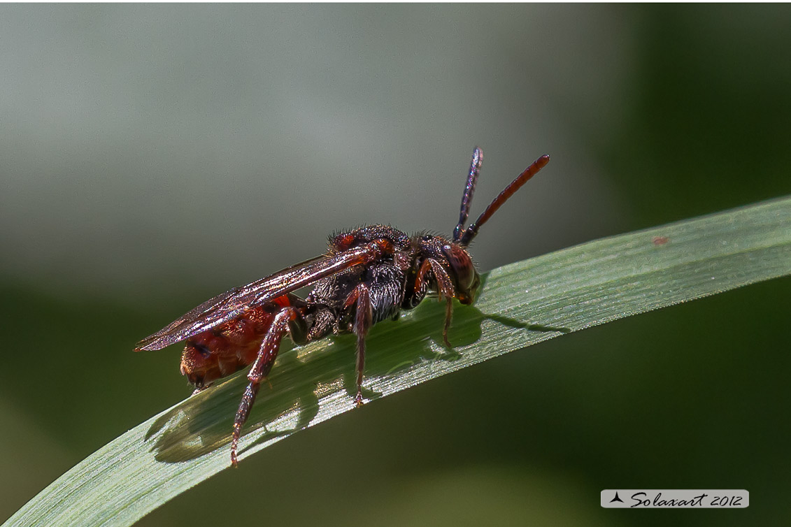 Imenottero - Nomada sp. (Apidae)