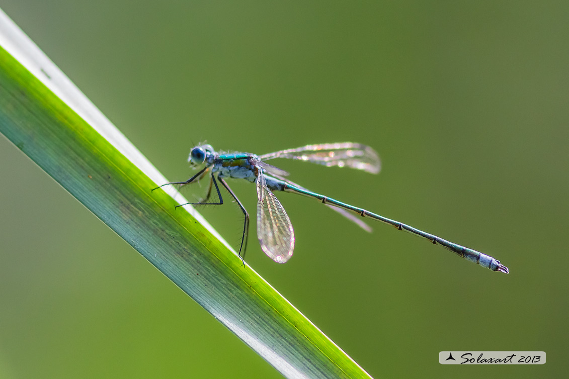 Lestes sponsa