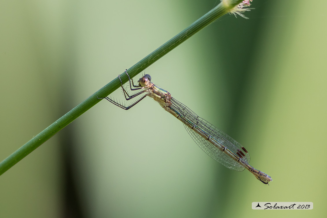 Lestes sponsa