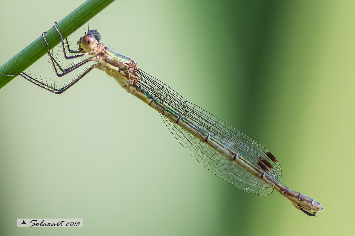 Lestes sponsa