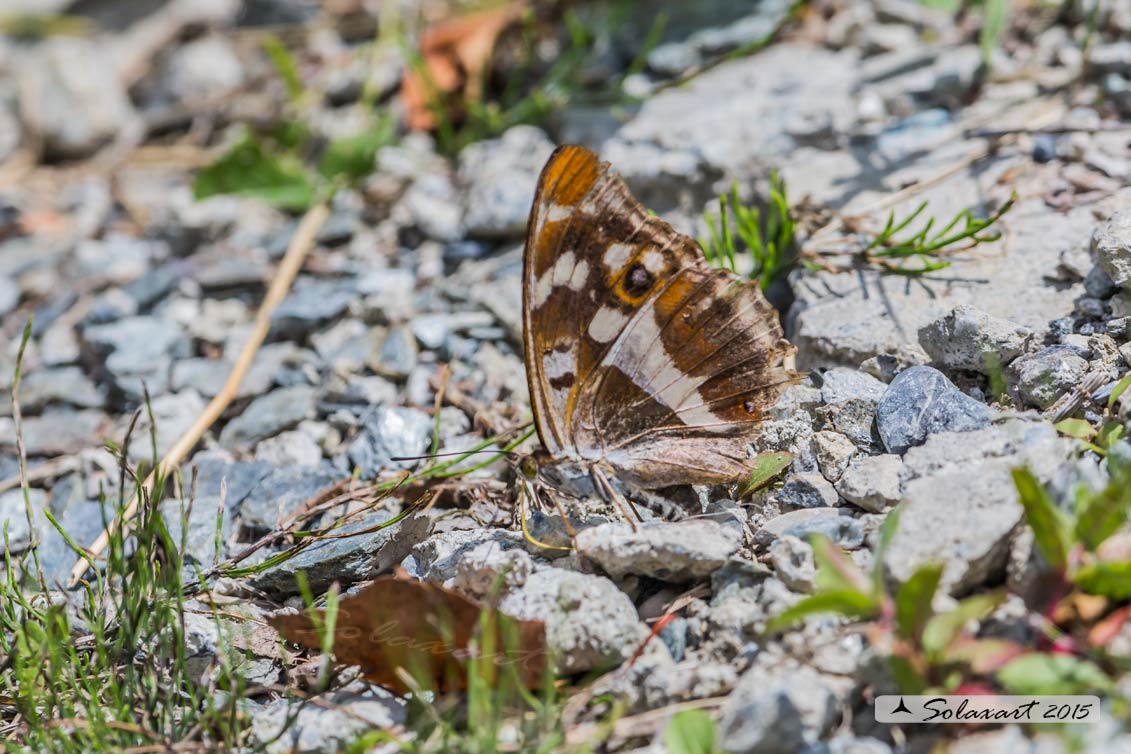 Limenitis .. (??) No, Apatura iris