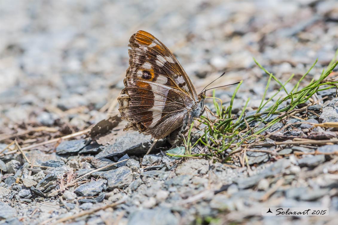 Limenitis .. (??) No, Apatura iris