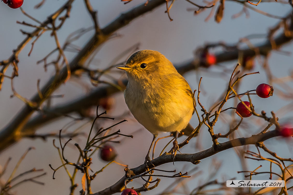 Lu piccolo alla luce del tramonto.