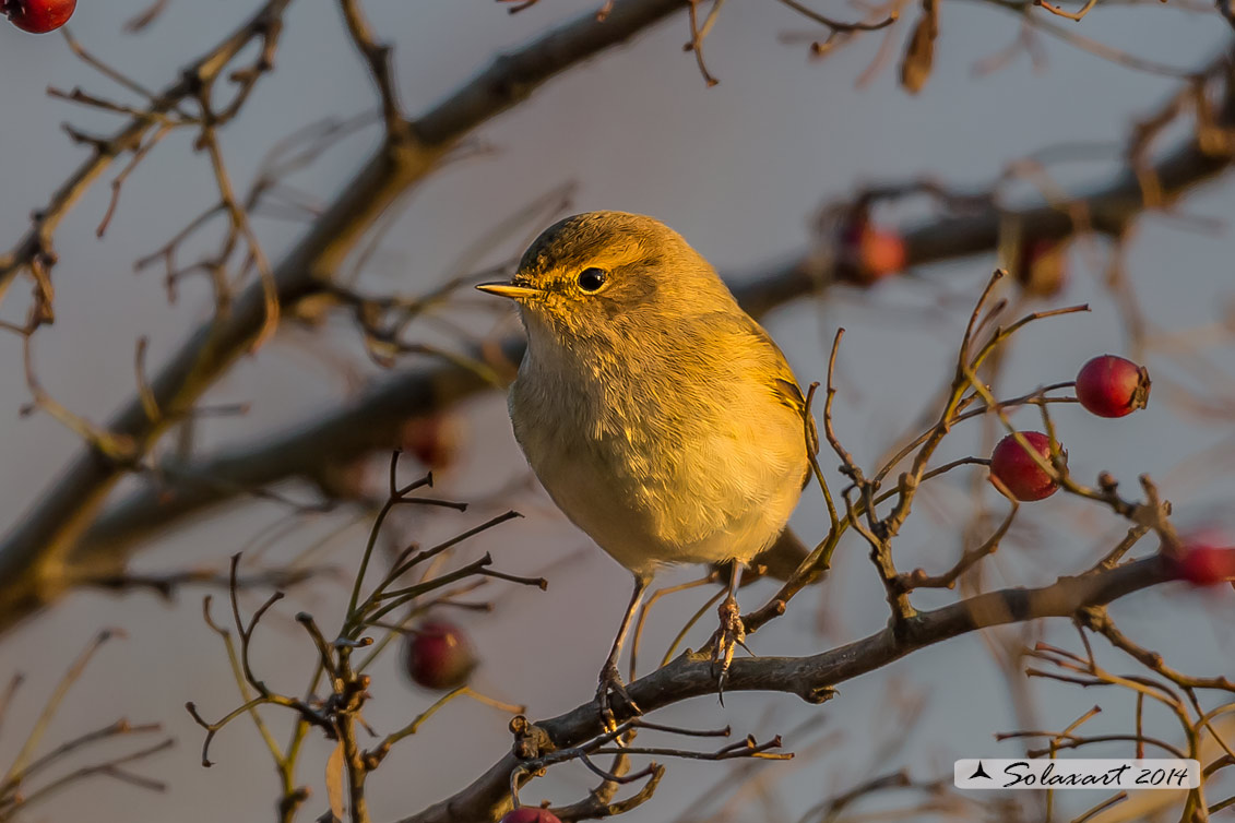 Lu piccolo alla luce del tramonto.